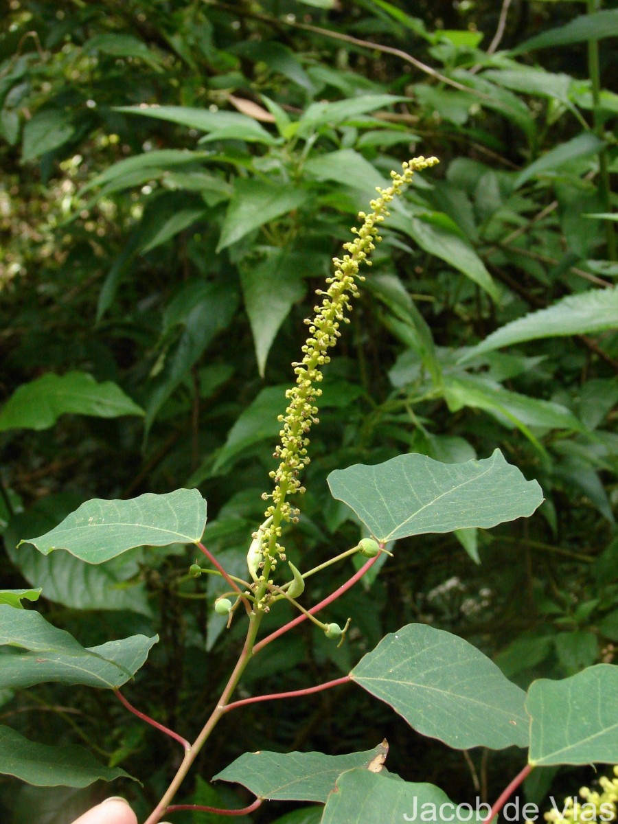 Homalanthus populifolius Graham